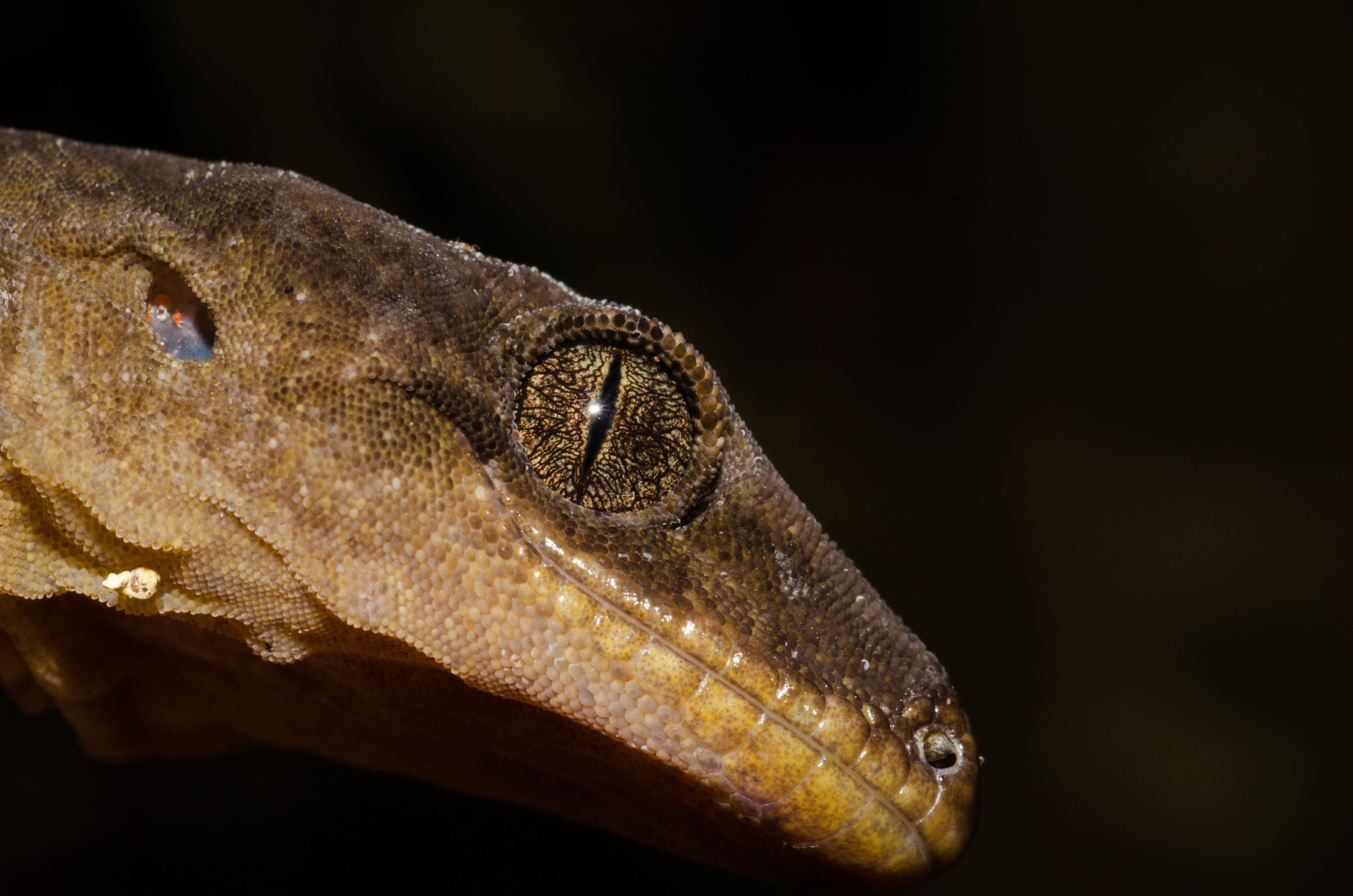 DSC_5978 – Pacific, gecko, Dactylocnemis, pacificus, lizard, poor, knights, islands, Crispin, reptiles, amphibians, rare, cold, blood, new, new zealand, zealand, nz